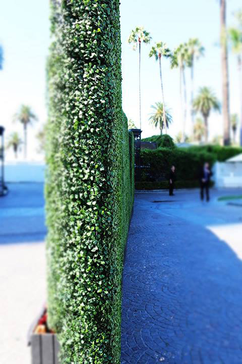 Green hedge fence 