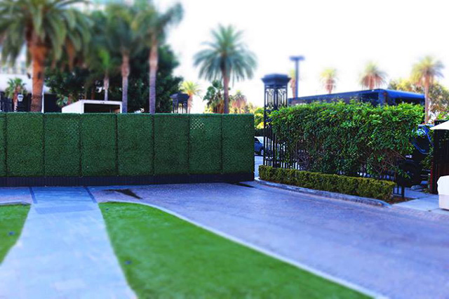 Green hedge privacy fence rental
