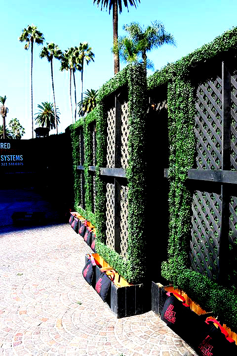green hedge privacy wall